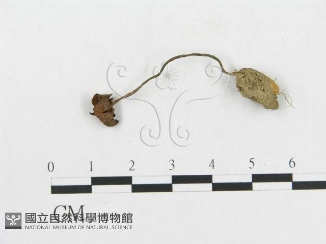 登錄號:F0008532藏品圖，第3張