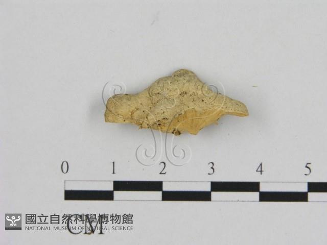 登錄號:F0006532藏品圖，第3張