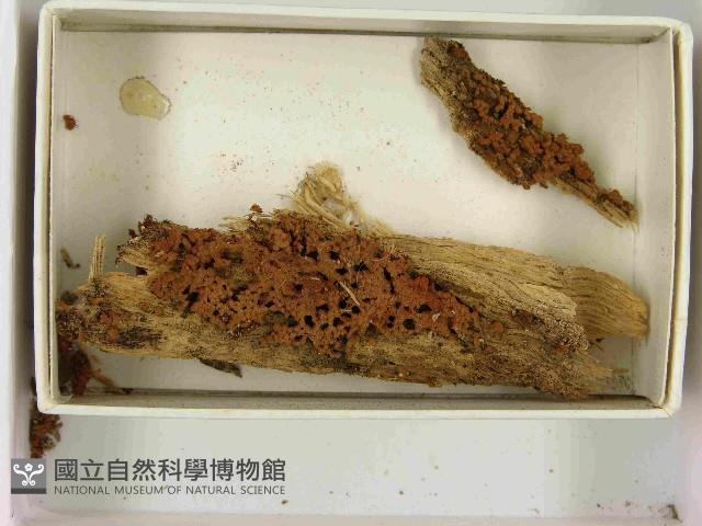 登錄號:F0021532藏品圖，第3張