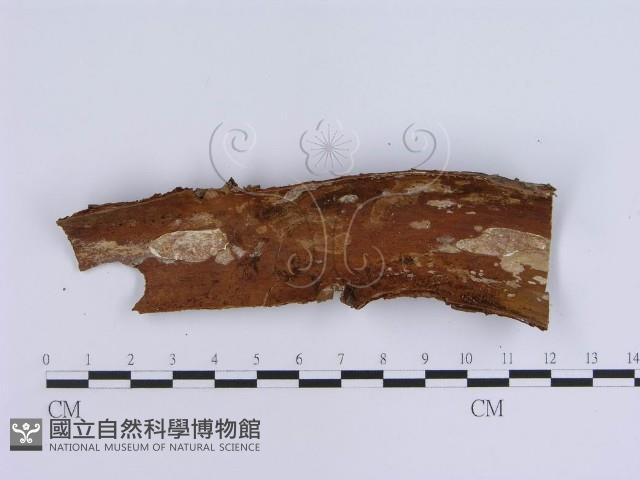 登錄號:F0001532藏品圖，第3張