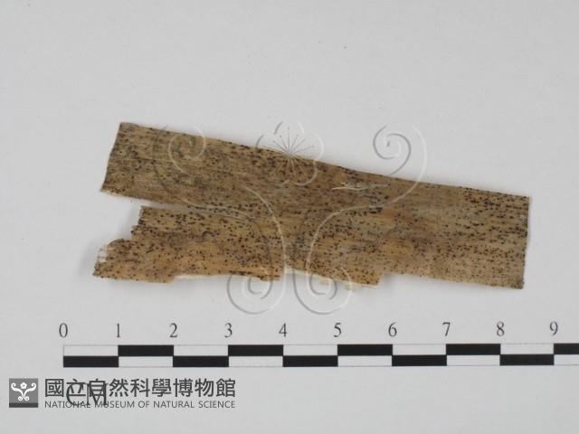 登錄號:F0011532藏品圖，第3張