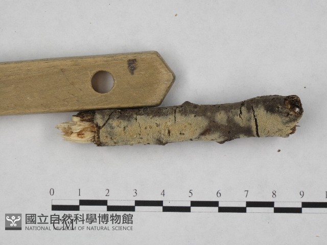 登錄號:F0004532藏品圖，第3張
