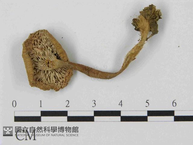 乳菇屬藏品圖，第3張