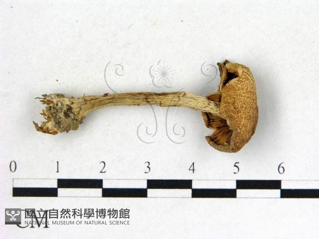 登錄號:F0012532藏品圖，第3張