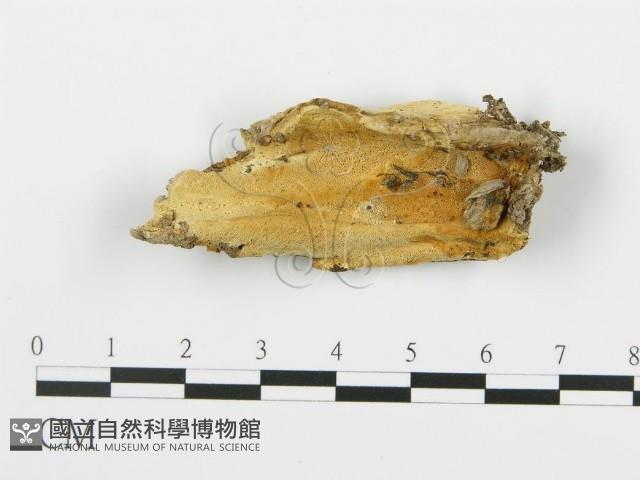 登錄號:F0017532藏品圖，第1張