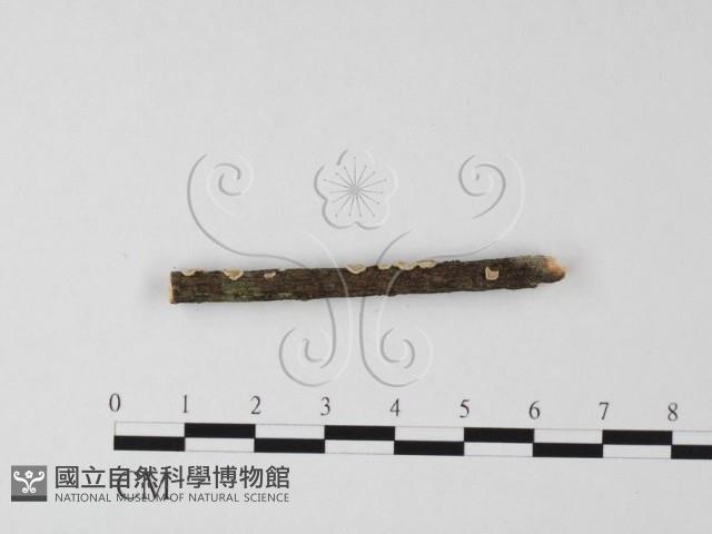 登錄號:F0025532藏品圖，第3張
