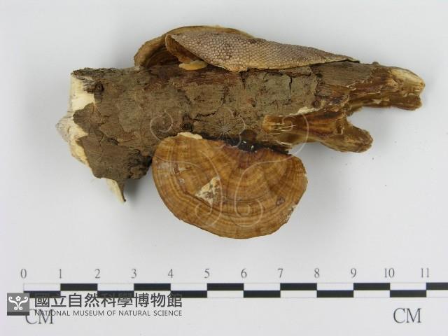 登錄號:F0005532藏品圖，第3張