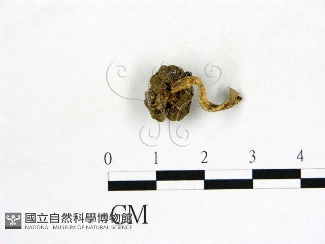 登錄號:F0015532藏品圖，第3張