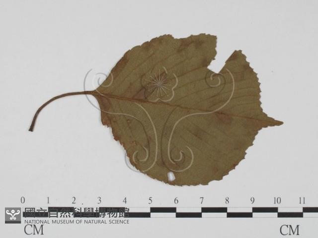 登錄號:F0019532藏品圖，第3張