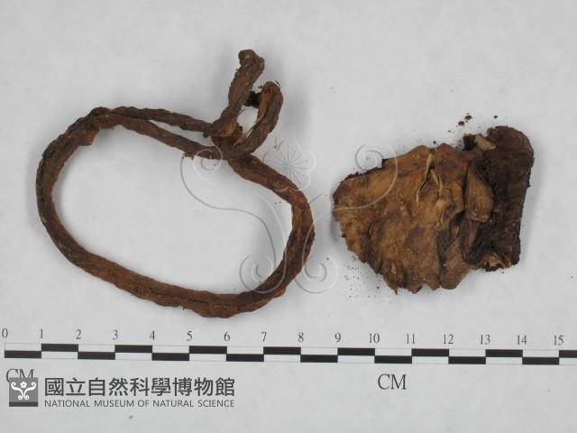 登錄號:F0023532藏品圖，第3張