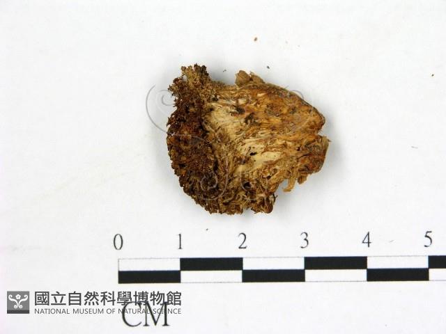 猴頭菇屬藏品圖，第3張