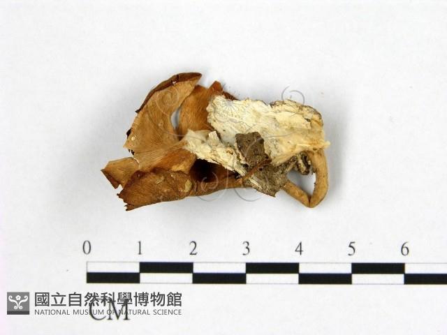 登錄號:F0010132藏品圖，第3張