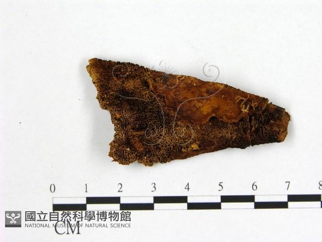 登錄號:F0006132藏品圖，第3張