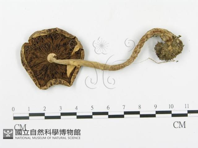 登錄號:F0016132藏品圖，第3張