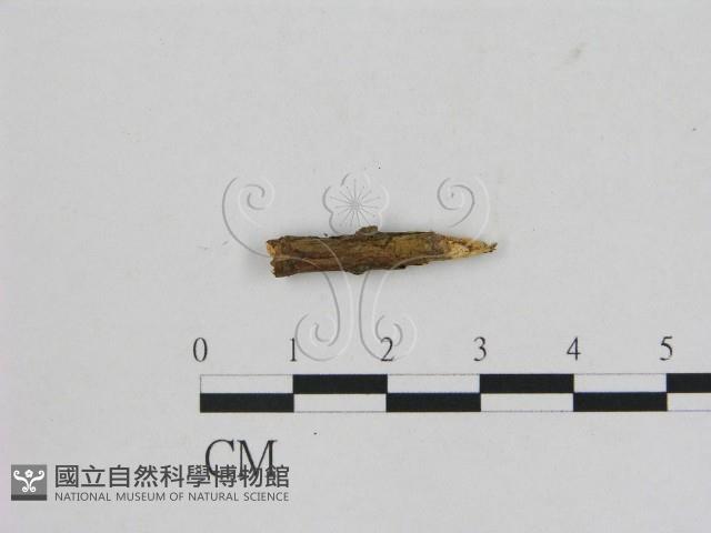 小菇屬藏品圖，第3張