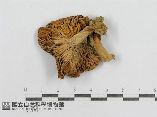 紅菇屬藏品圖，第3張