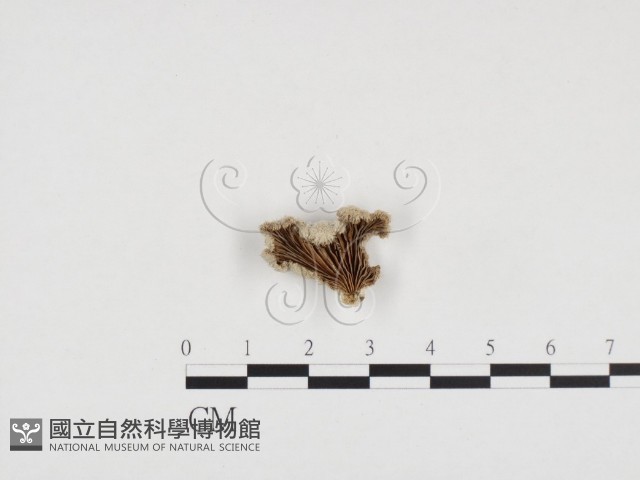 裂褶菌藏品圖，第3張