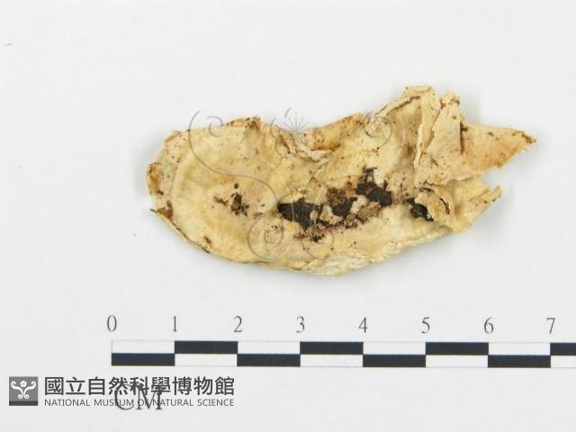 登錄號:F0014132藏品圖，第3張