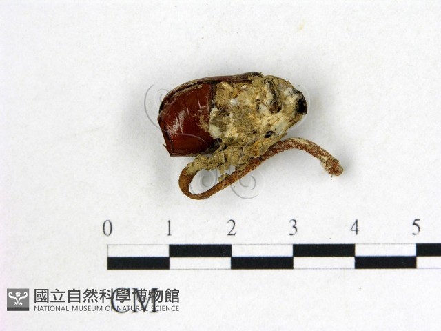 登錄號:F0002132藏品圖，第3張