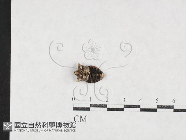 登錄號:F0027132藏品圖，第3張