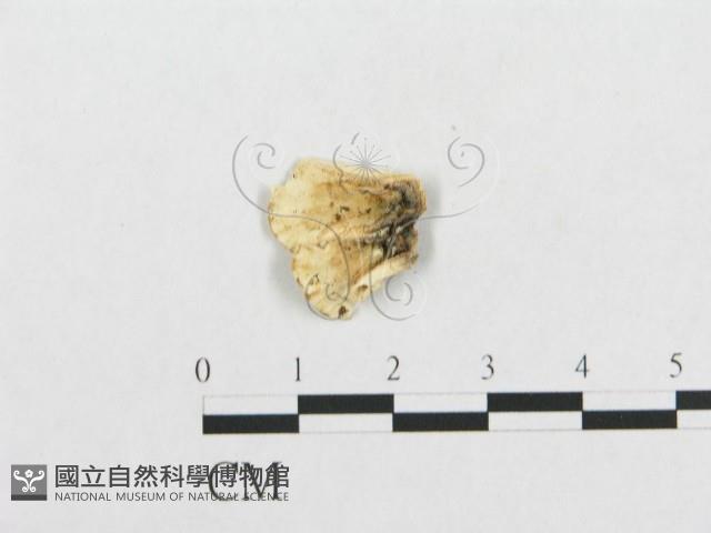 登錄號:F0007132藏品圖，第3張