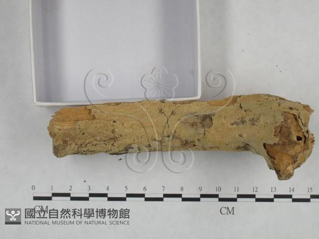 登錄號:F0025132藏品圖，第3張