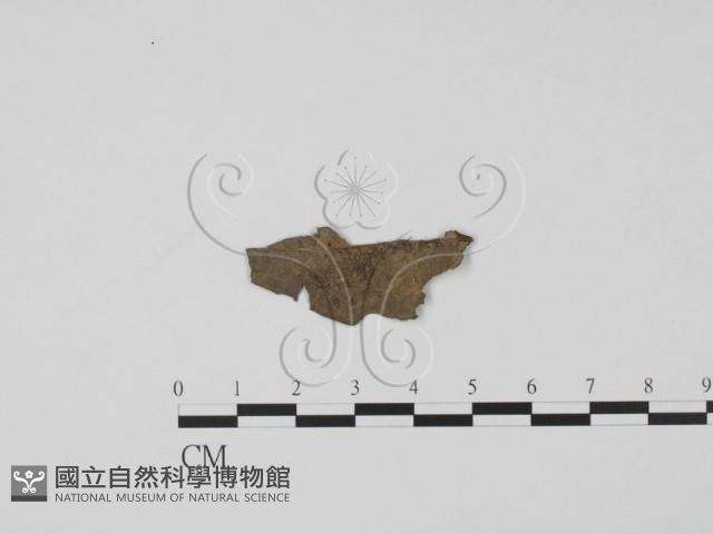 登錄號:F0005132藏品圖，第3張