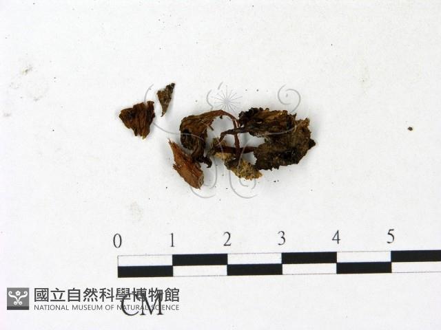 登錄號:F0023132藏品圖，第3張