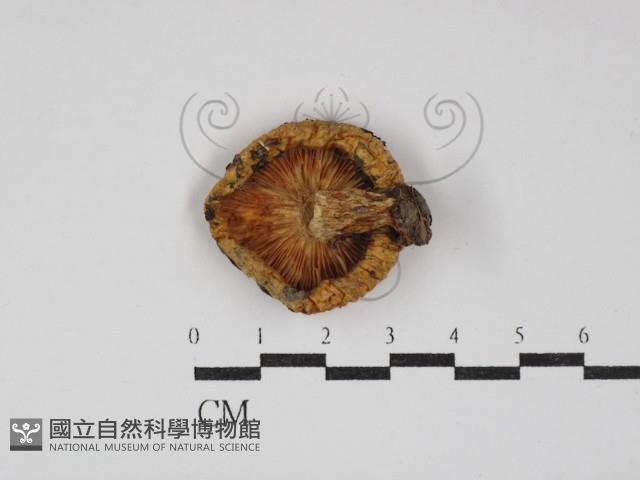 登錄號:F0013132藏品圖，第3張