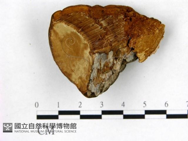 登錄號:F0008032藏品圖，第3張