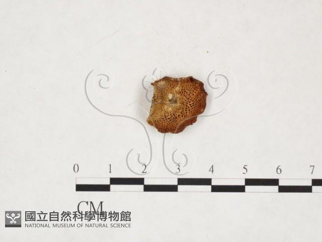 登錄號:F0020032藏品圖，第3張