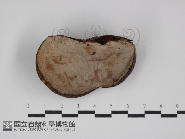 靈芝屬藏品圖，第3張