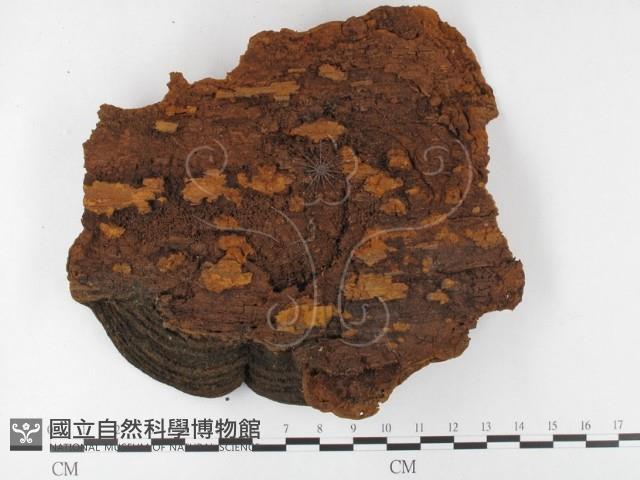 木層孔菌屬藏品圖，第3張