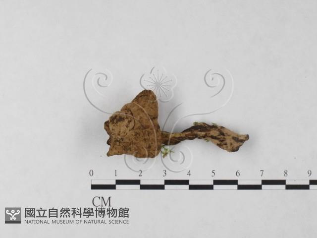 登錄號:F0024032藏品圖，第3張