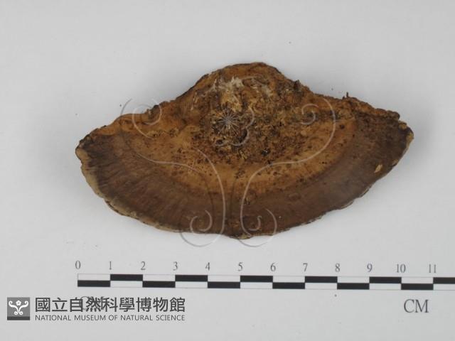 東方栓菌藏品圖，第3張