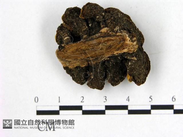 登錄號:F0012032藏品圖，第3張