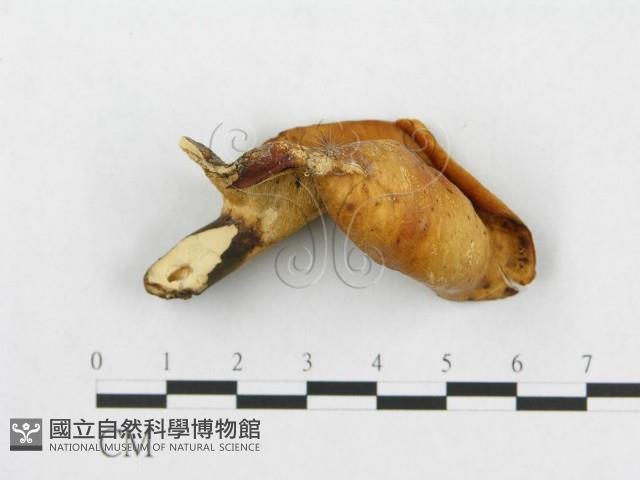 登錄號:F0007032藏品圖，第3張