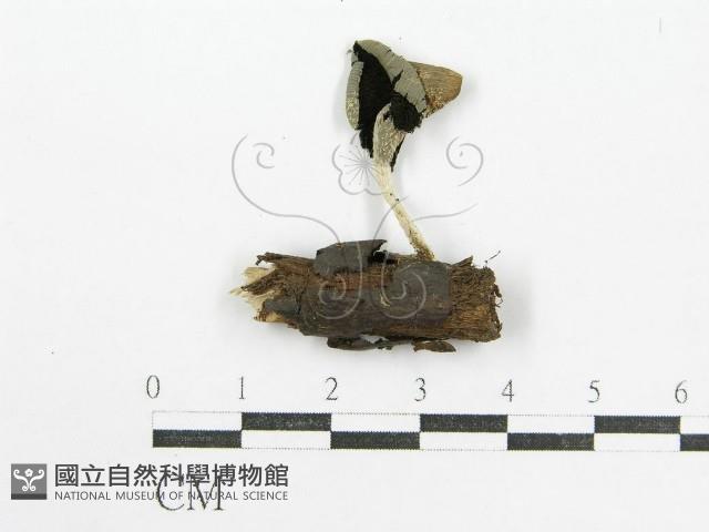 鬼傘屬藏品圖，第3張