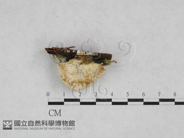 登錄號:F0028332藏品圖，第3張