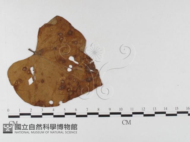 登錄號:F0026332藏品圖，第1張