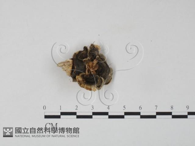 雲芝藏品圖，第3張