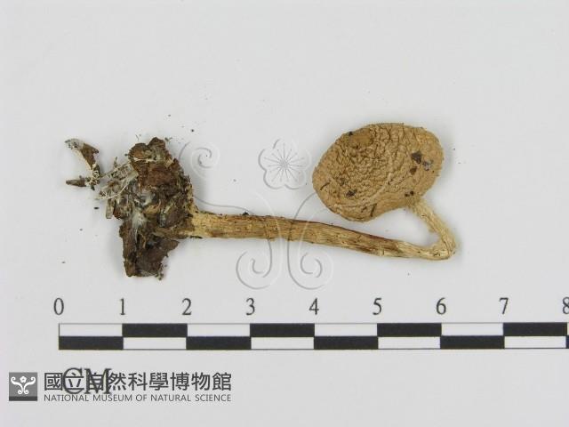 登錄號:F0016332藏品圖，第3張
