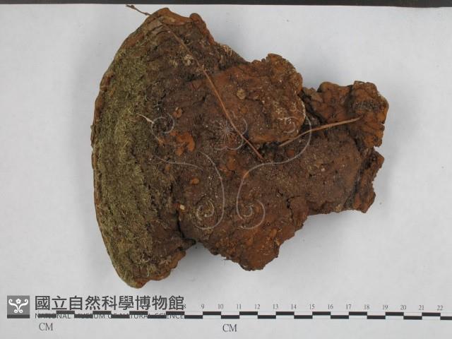 木層孔菌屬藏品圖，第3張