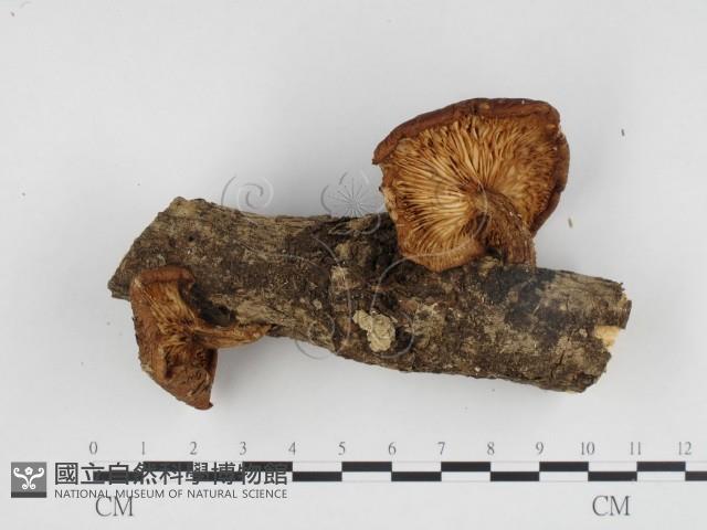 登錄號:F0024332藏品圖，第3張