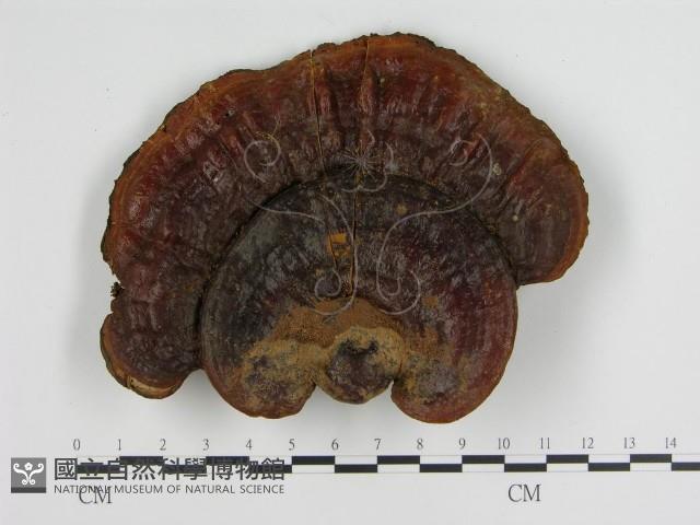 登錄號:F0004332藏品圖，第3張