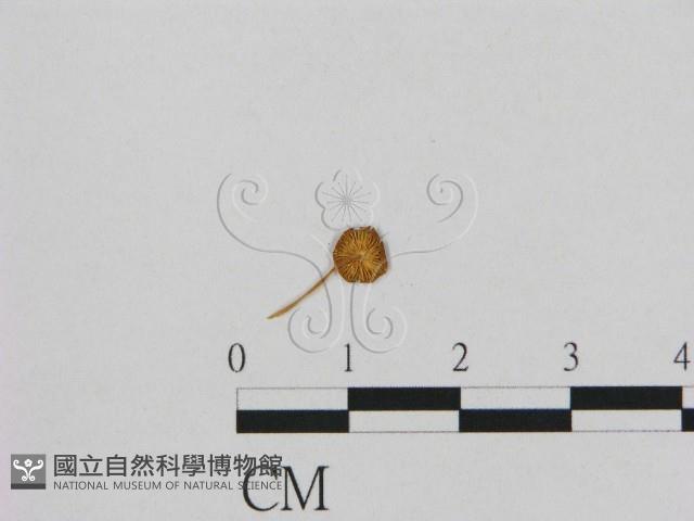 登錄號:F0014332藏品圖，第3張