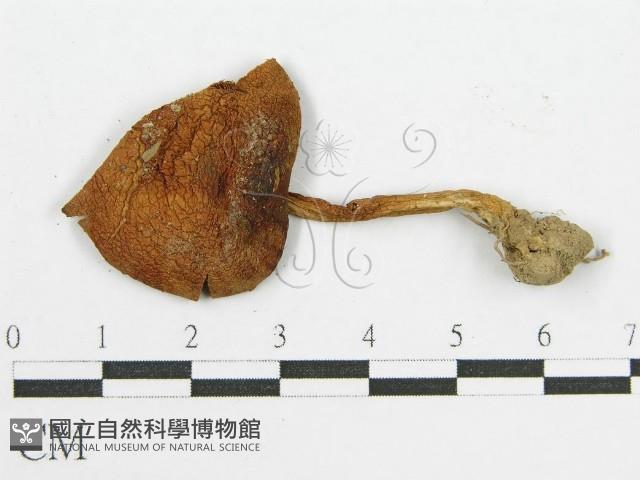 登錄號:F0012332藏品圖，第3張