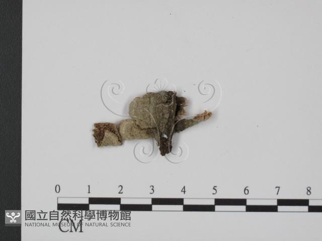 登錄號:F0007332藏品圖，第3張