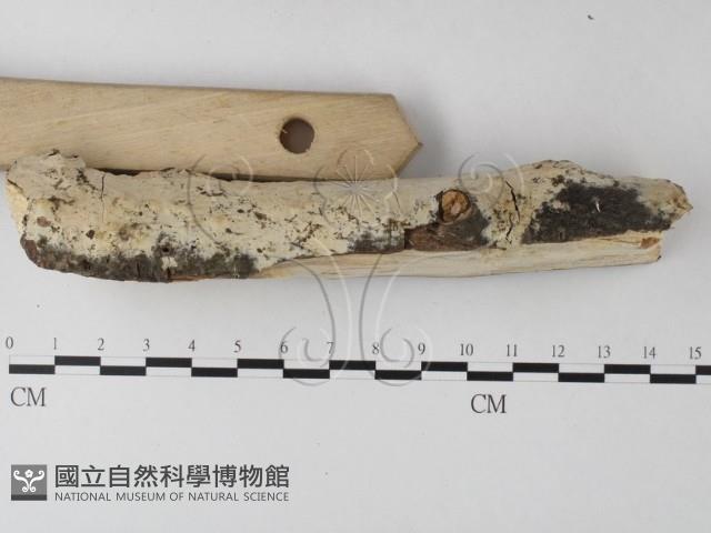 登錄號:F0025332藏品圖，第3張