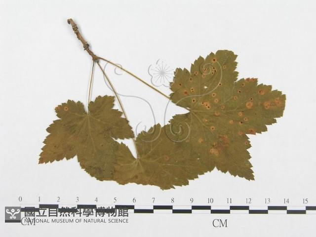 登錄號:F0019332藏品圖，第1張